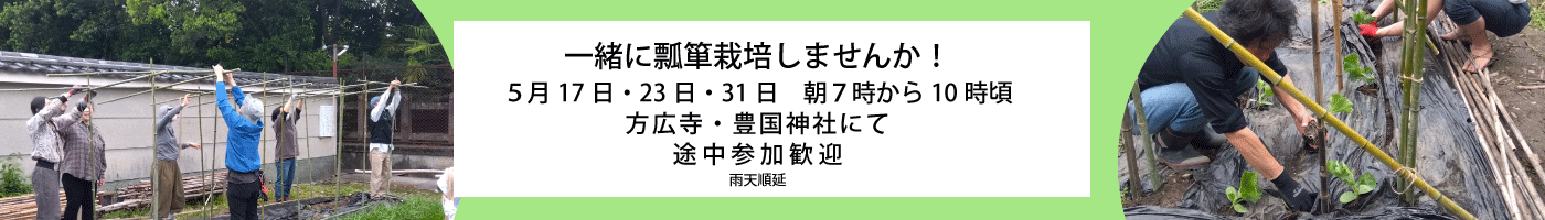 瓢箪栽培
