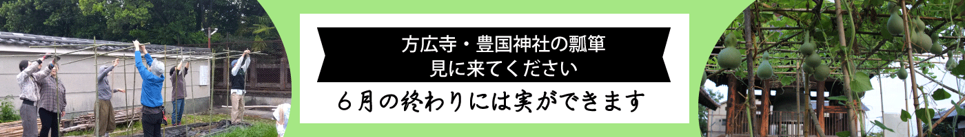 瓢箪栽培