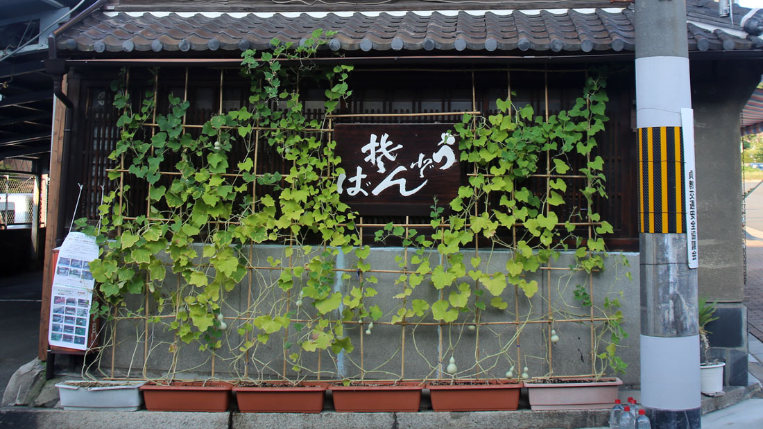 瓢箪の栽培例