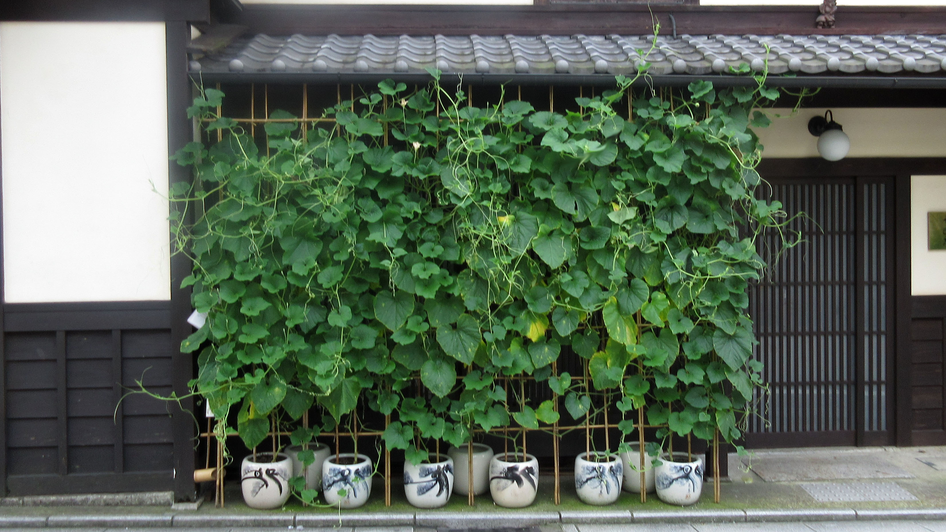 瓢箪の栽培例