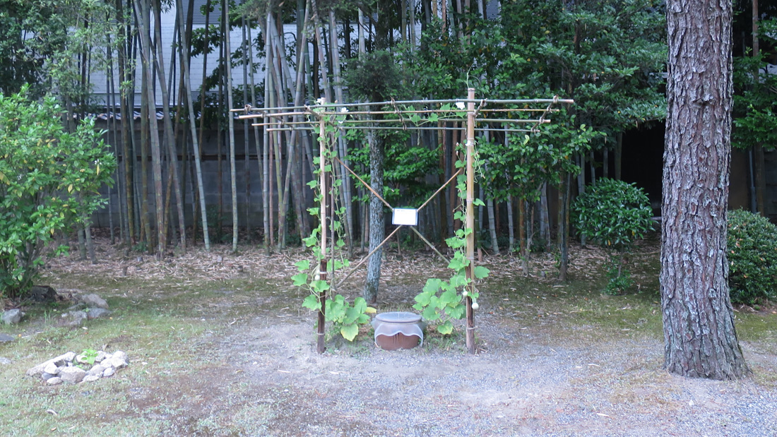 瓢箪の栽培例