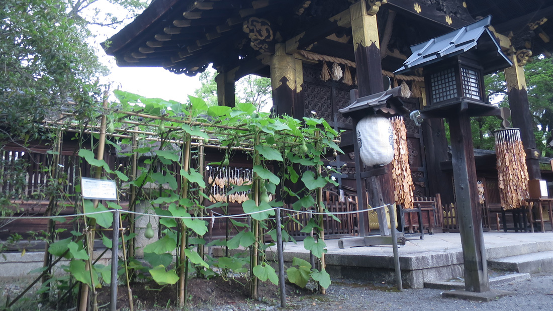 瓢箪の栽培例