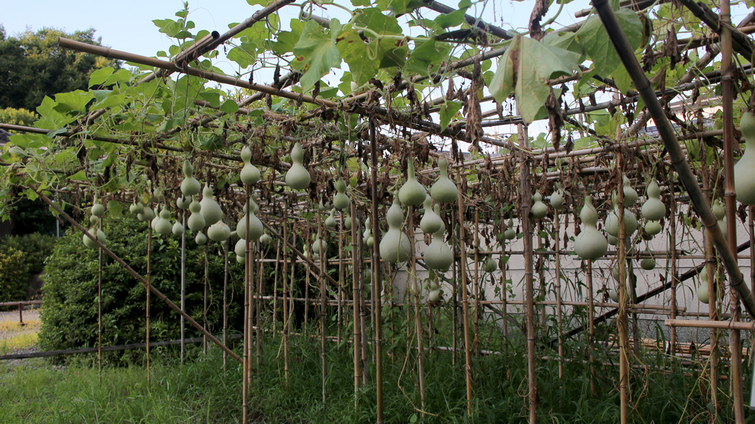瓢箪の収穫