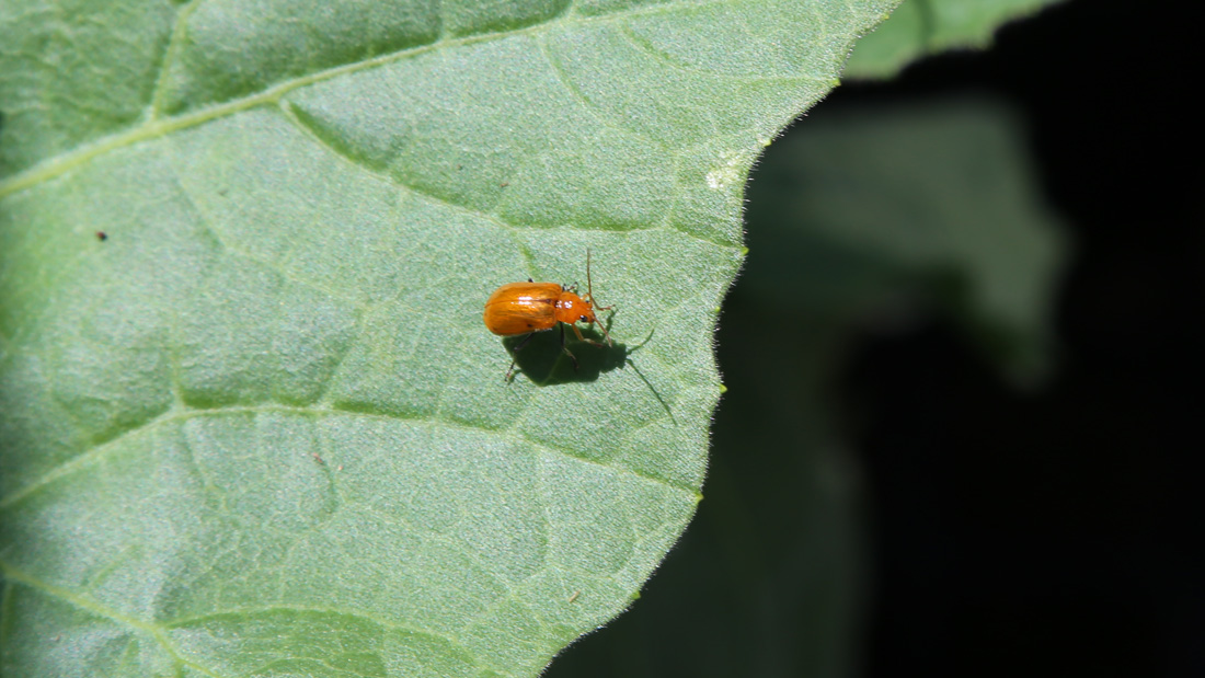 瓢箪の害虫 5月