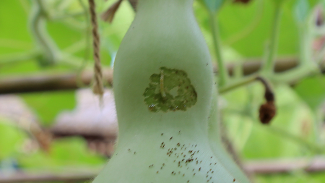 瓢箪の害虫 5月