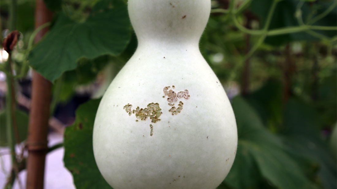 瓢箪の害虫 5月
