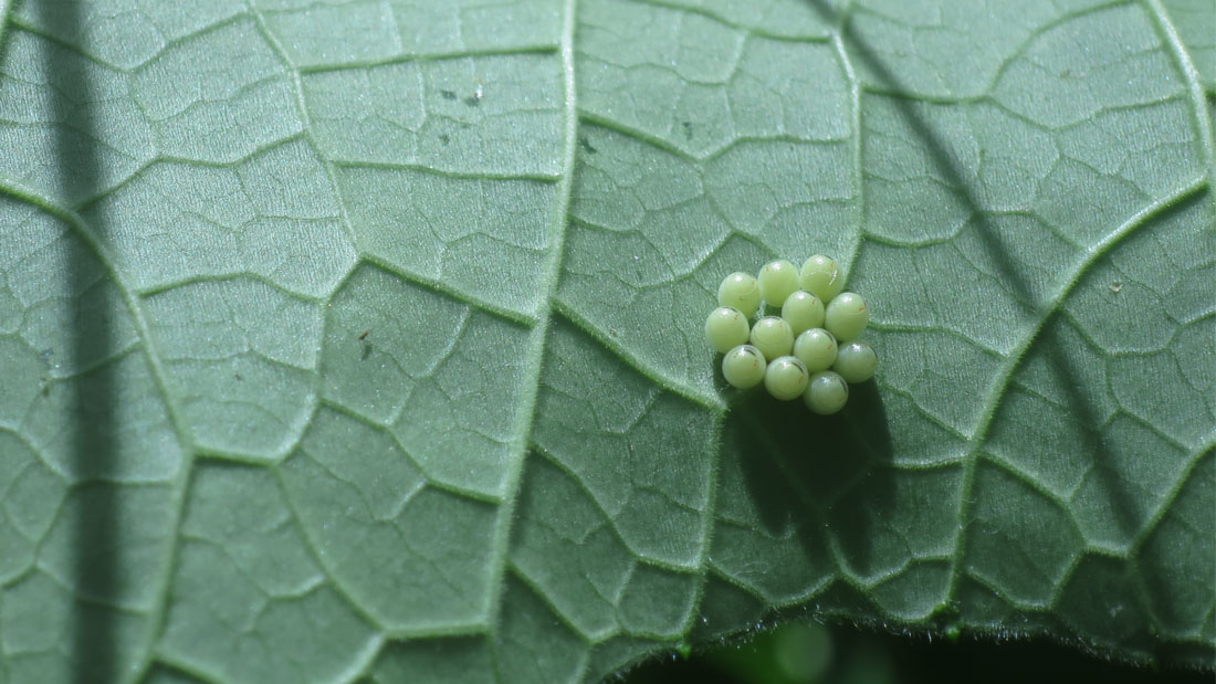 瓢箪の害虫 5月