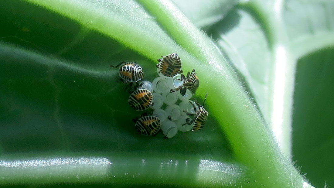 瓢箪の害虫 5月