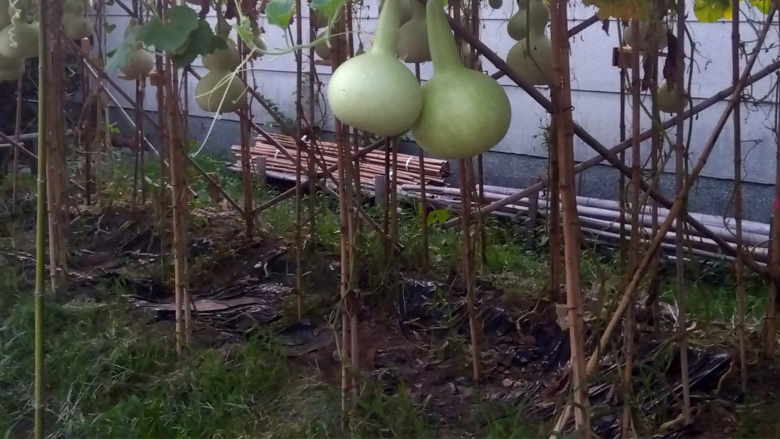 瓢箪の栽培 6月