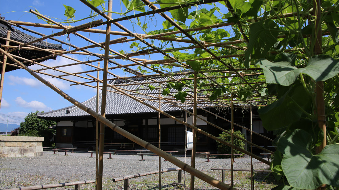 瓢箪の栽培 5月