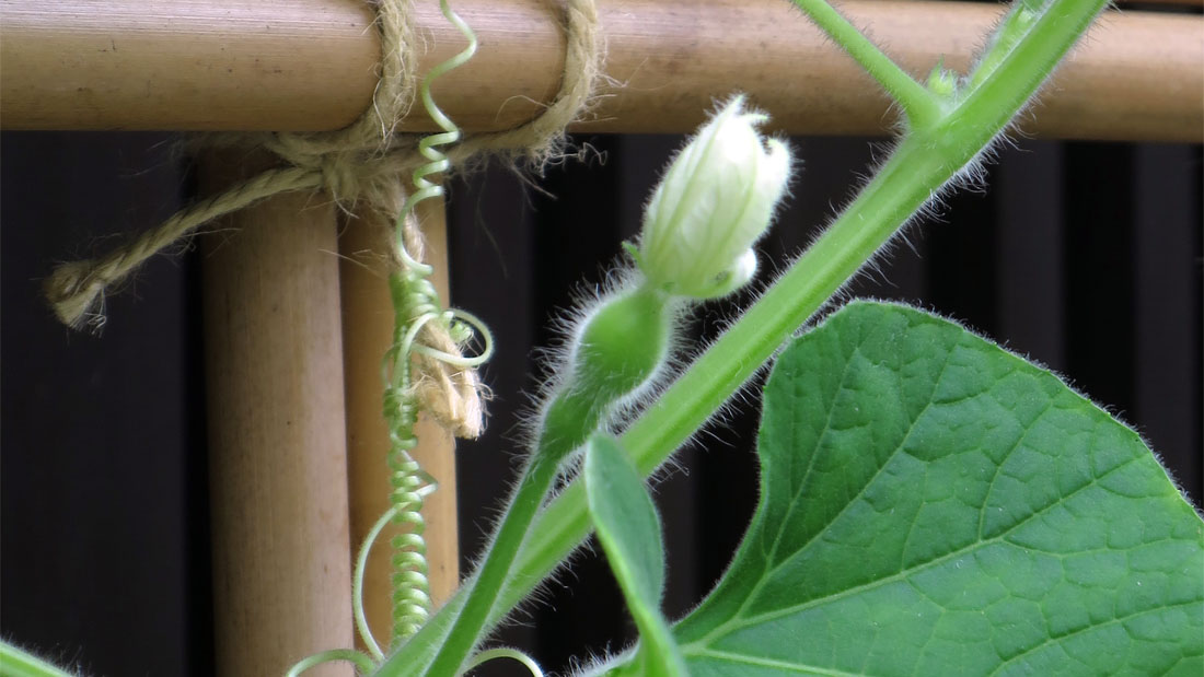 瓢箪の栽培 6月