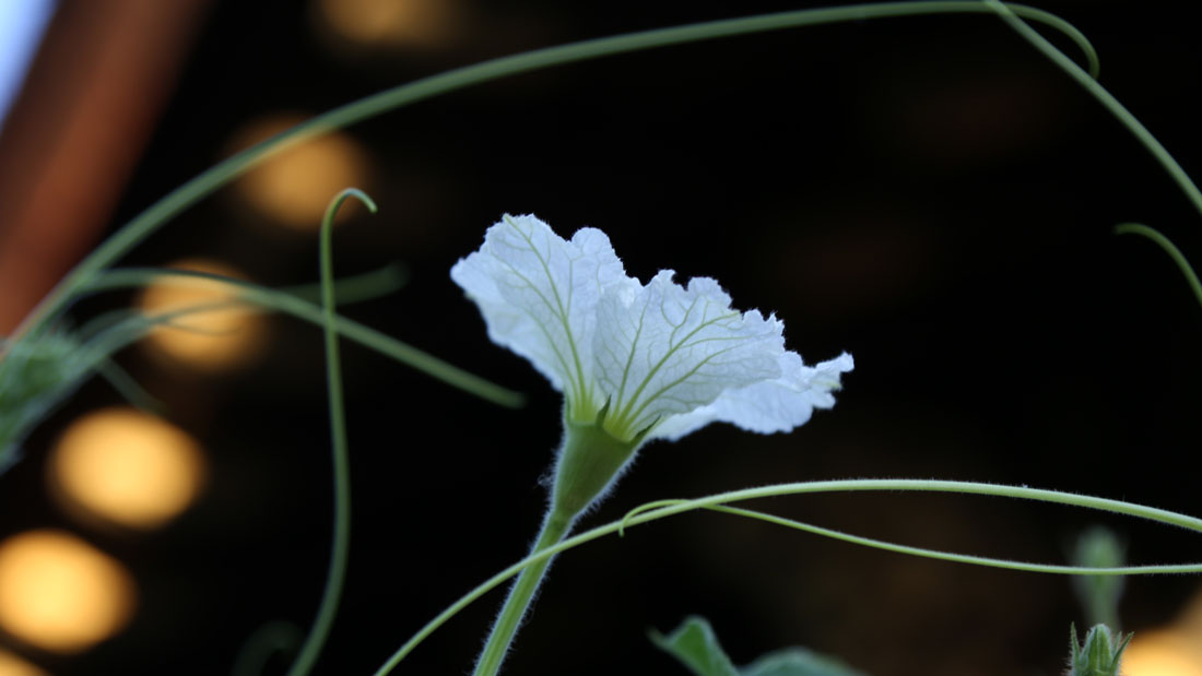 瓢箪の栽培 6月
