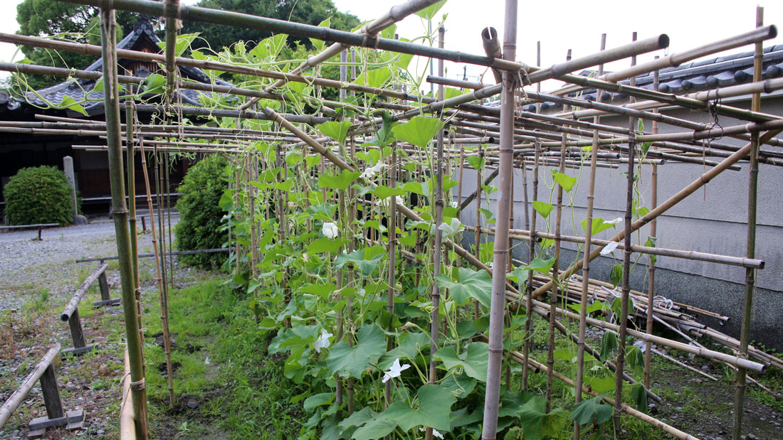 瓢箪の栽培 6月