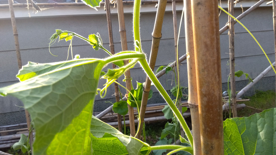 瓢箪の脇芽