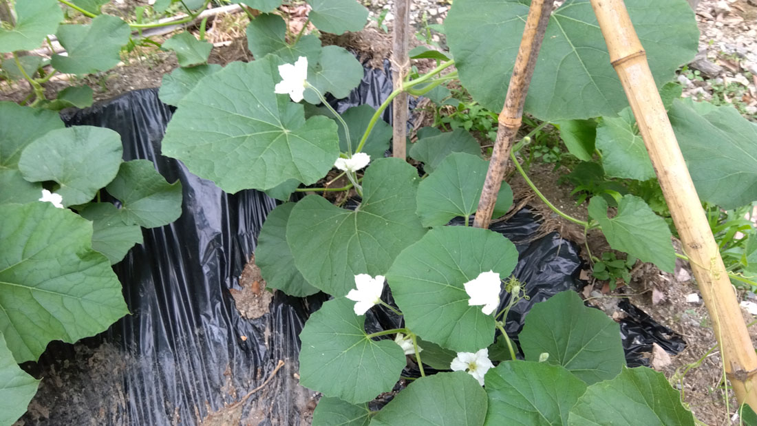 瓢箪の花