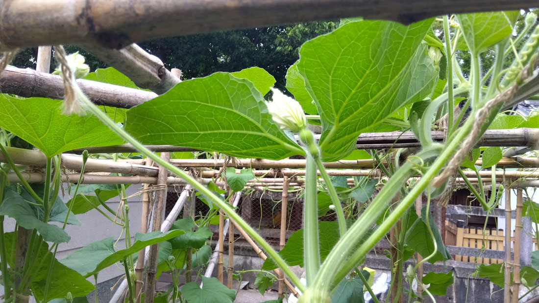 瓢箪の棚の拡張