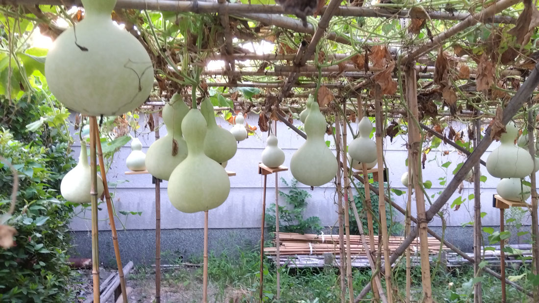瓢箪の水やり