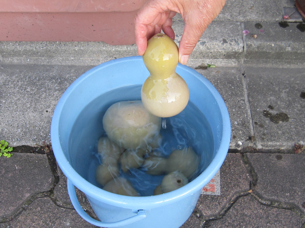瓢箪の種まき